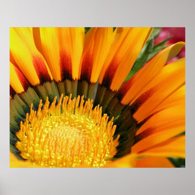 Gazania Poster (Framsidan)