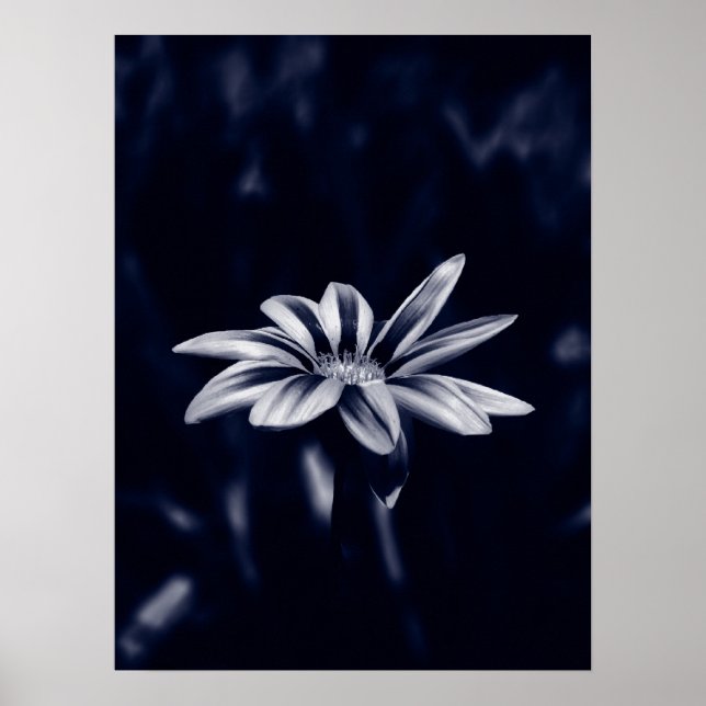 gazania poster (Framsidan)