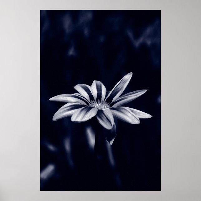 gazania poster (Framsidan)