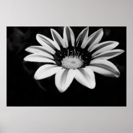 Gazania Poster