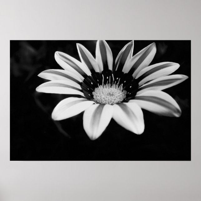 Gazania Poster (Framsidan)