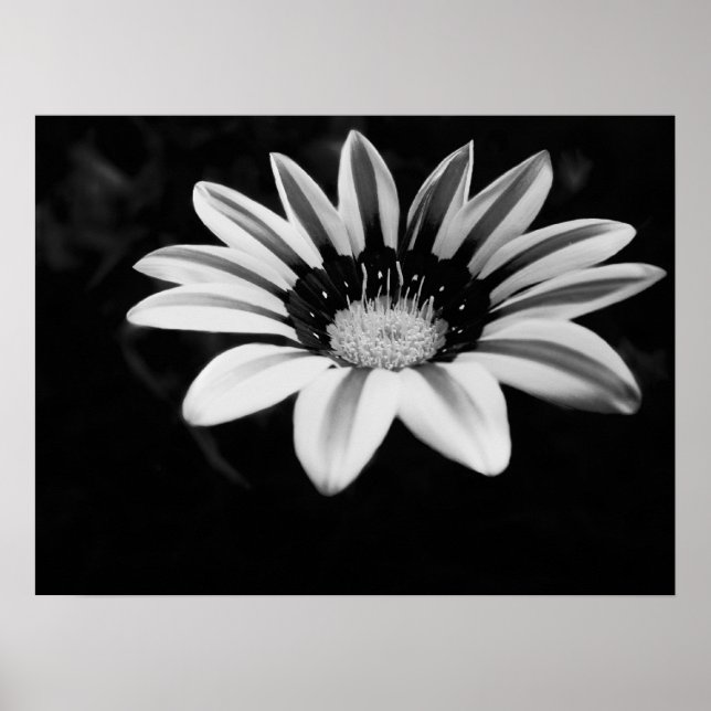 Gazania Poster (Framsidan)
