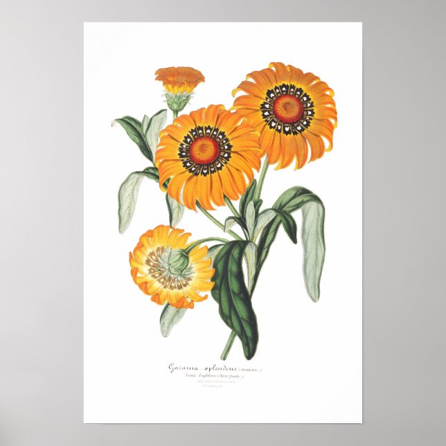 Gazania splendens poster (Framsidan)