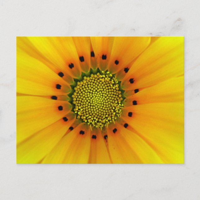 Gazania Vykort (Framsida)