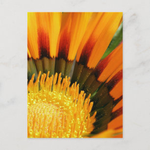 Gazania Vykort