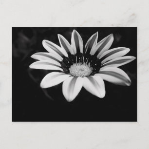 Gazania Vykort