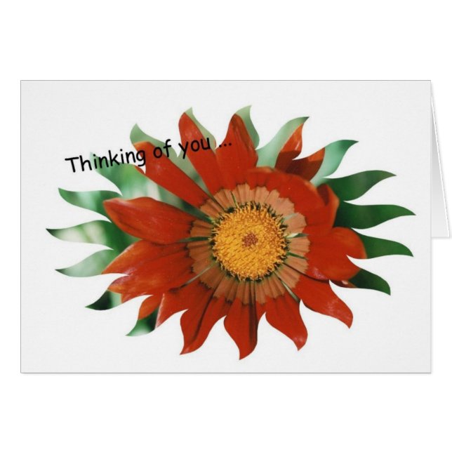 GazaniaSunburst OBS Kort (Framsidan Horizontal)