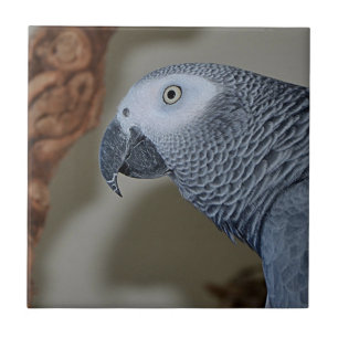 Gazaremsan African Grått Parrot Kakelplatta