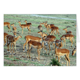 gazelle-besättning hälsningskort