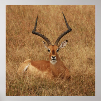 Gazelle Big Horn med Poster