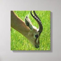 Gazelle Grazing Kanvastryck