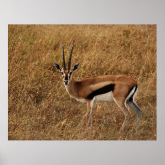 Gazelle Horn med Poster