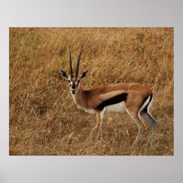 Gazelle Horn med Poster (Framsidan)