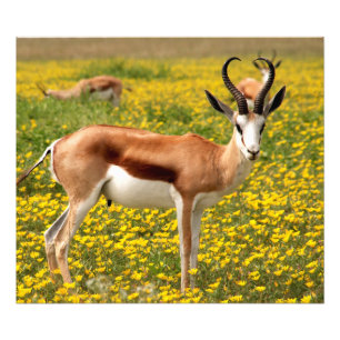 Gazelle i ängen fototryck