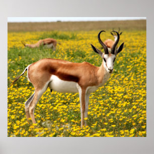 Gazelle i ängen poster