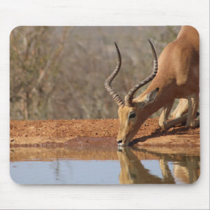 Gazelle Musmatta