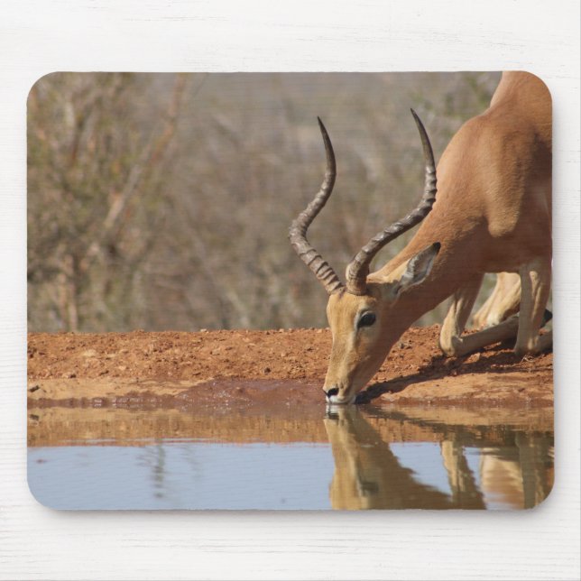 Gazelle Musmatta (Framsidan)
