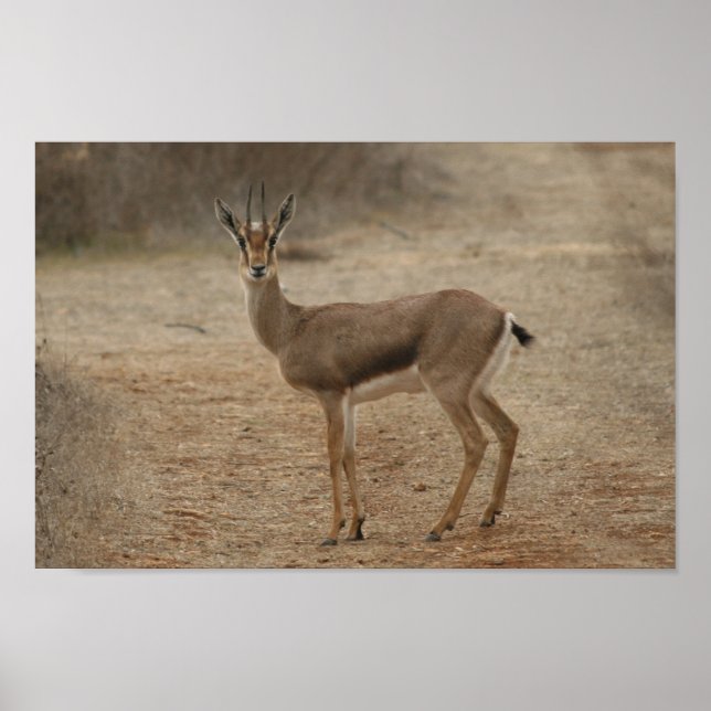 Gazelle Poster (Framsidan)