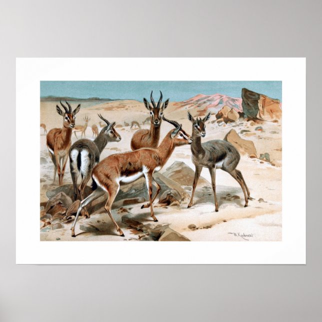 Gazelle Poster (Framsidan)