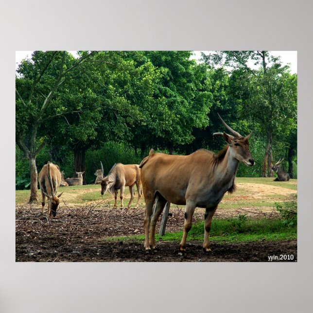 gazelle poster (Framsidan)