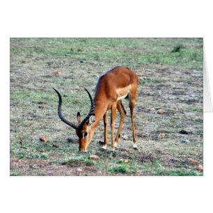 gazelle solo hälsningskort