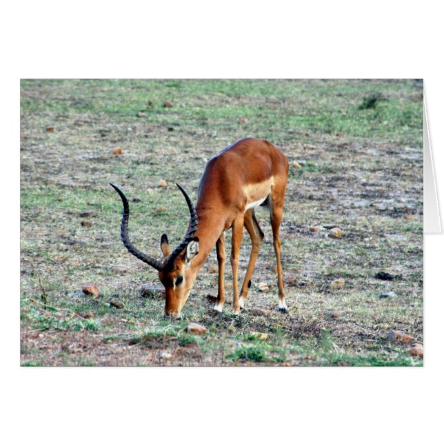 gazelle solo hälsningskort (Framsidan Horizontal)