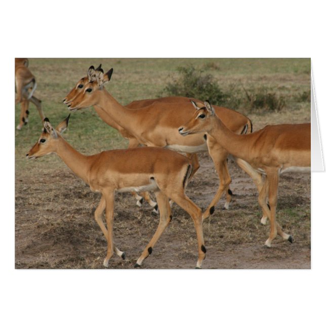 gazelle-utseende hälsningskort (Framsidan Horizontal)