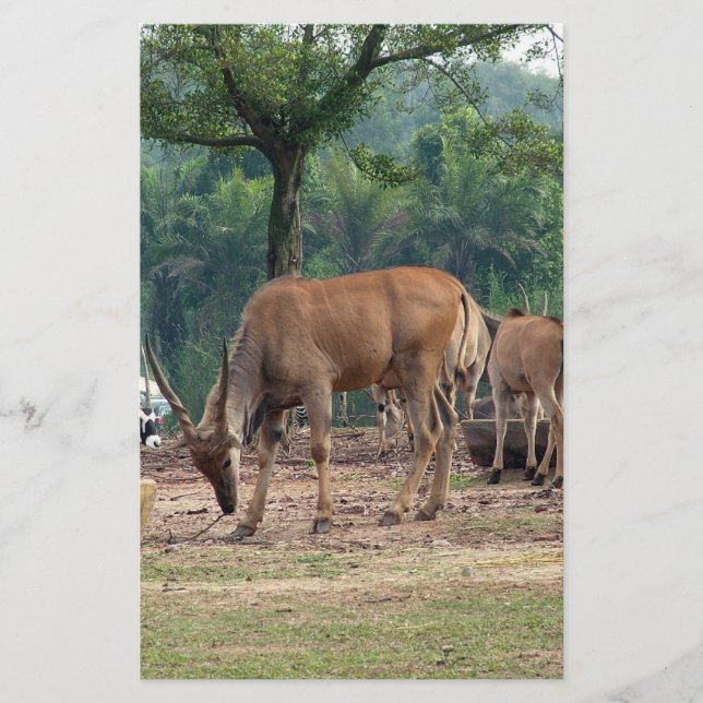 Gazelle, vild djurparker,羚. flygblad (Framsidan)