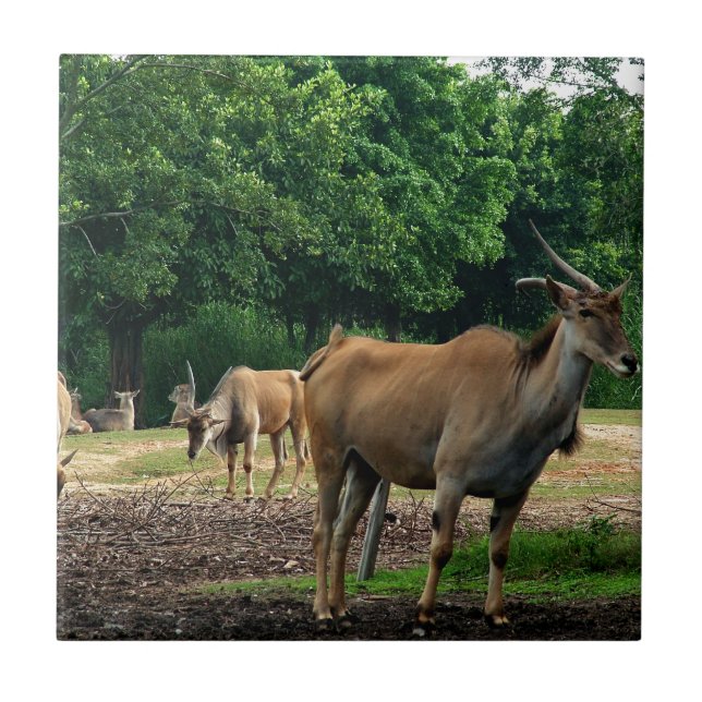 Gazelle, vild djurparker,羚. kakelplatta (Framsidan)