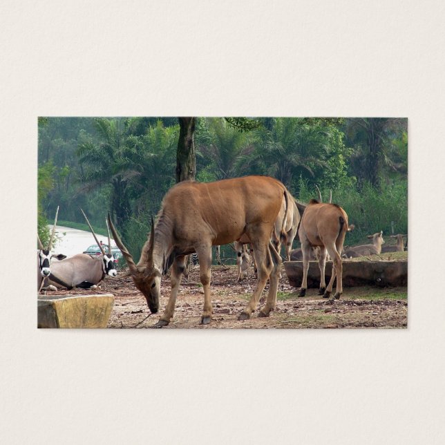 Gazelle, vild djurparker,羚. visitkort (Framsidan)