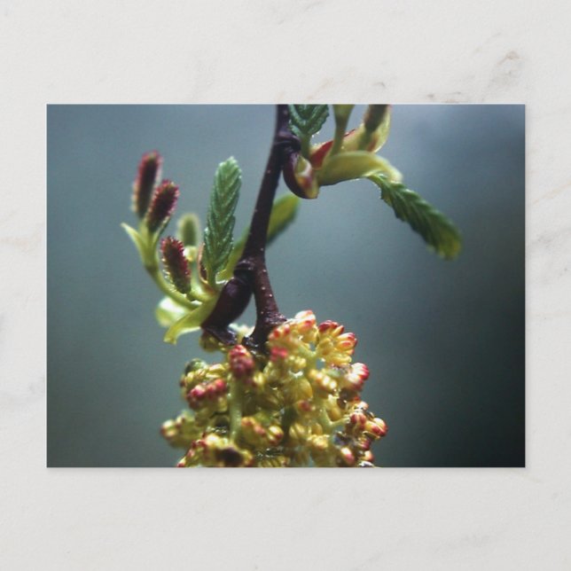 GAZELLE VYKORT (Framsida)