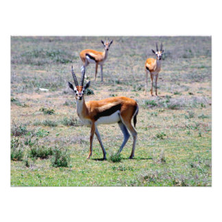 Gazelles på Plains Fototryck