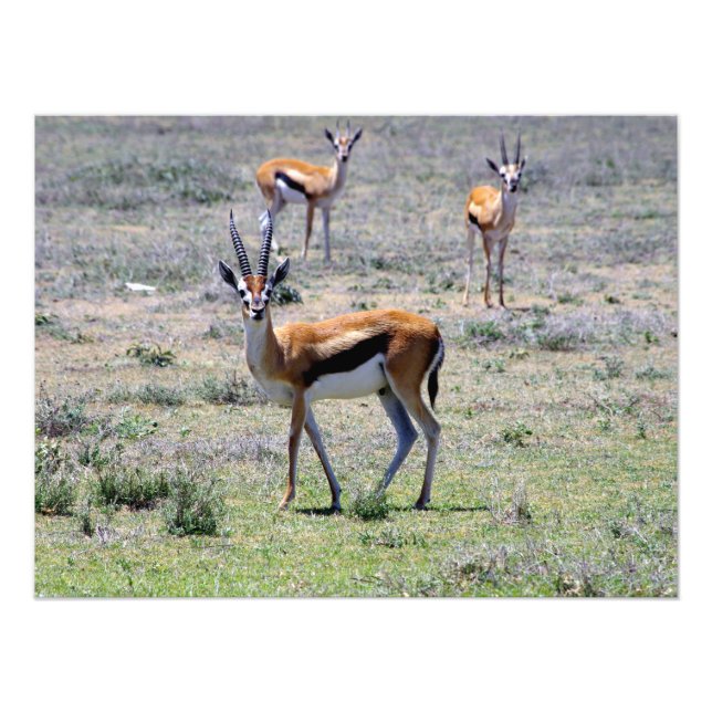 Gazelles på Plains Fototryck (Framsidan)