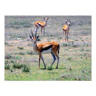 Gazelles på slättarna fototryck