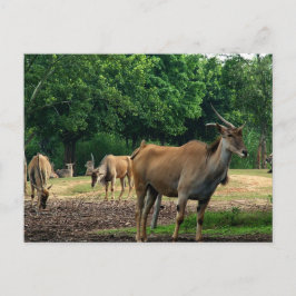 Gazelles Vykort