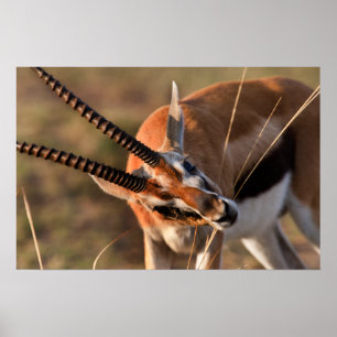 Gazelleskrubbsår Poster