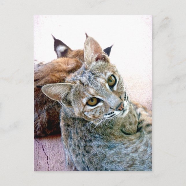 Gazely Stare | Anpassade Vykort (Framsida)