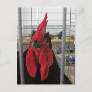 Gazing Chicken Vykort