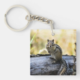 Gazing Chipmunk