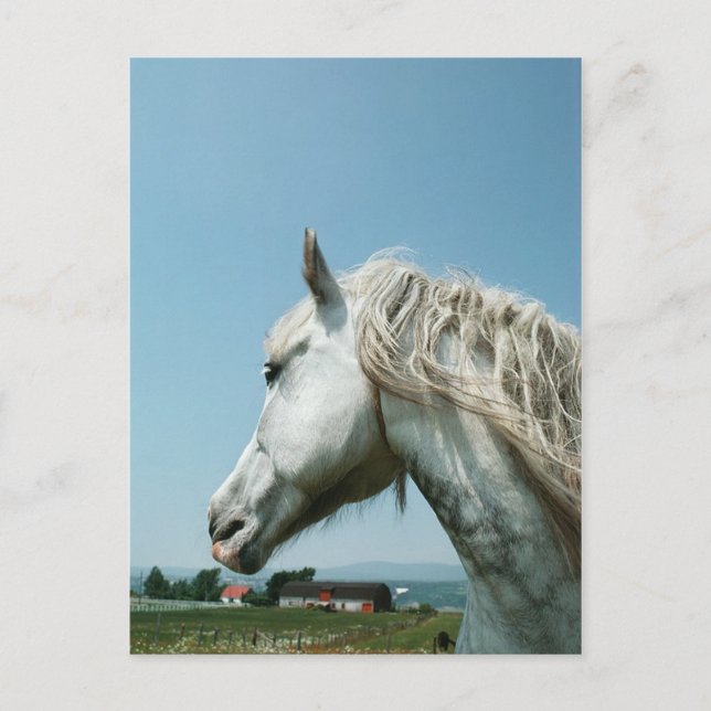 Gazing Dappled Grått Vykort (Framsida)