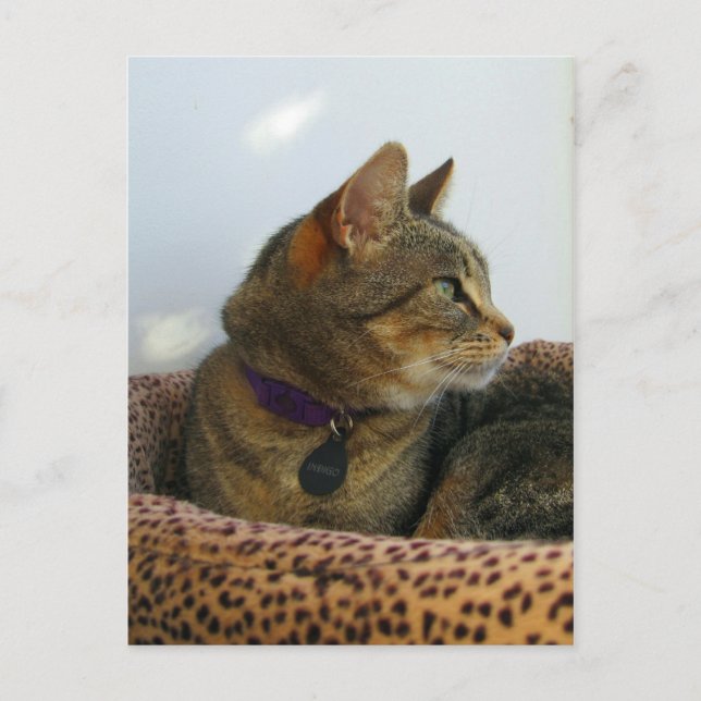 Gazing Indigo Vykort (Framsida)