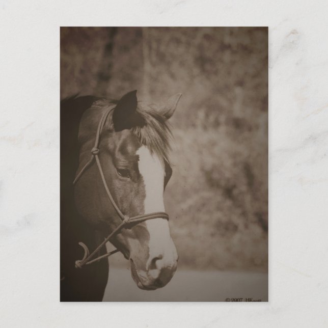 Gazing Mare Vykort (Framsida)