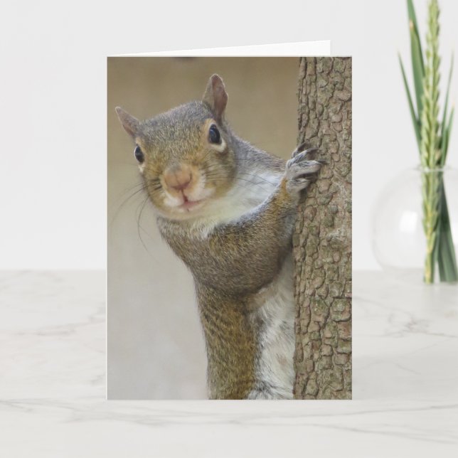 Gazing Squirrel Kort (Framsida)