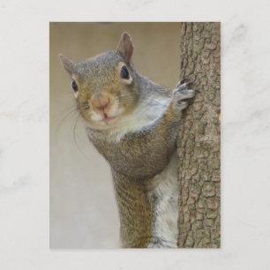 Gazing Squirrel Vykort