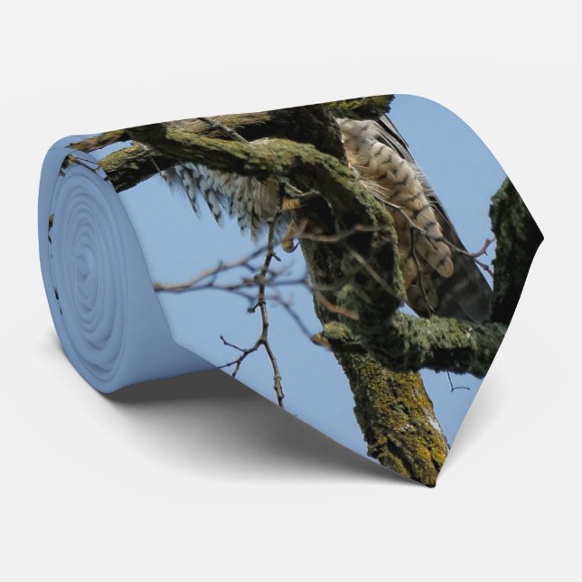 Gazing vid en majestisk falk i Peregrine Slips (Rullad)