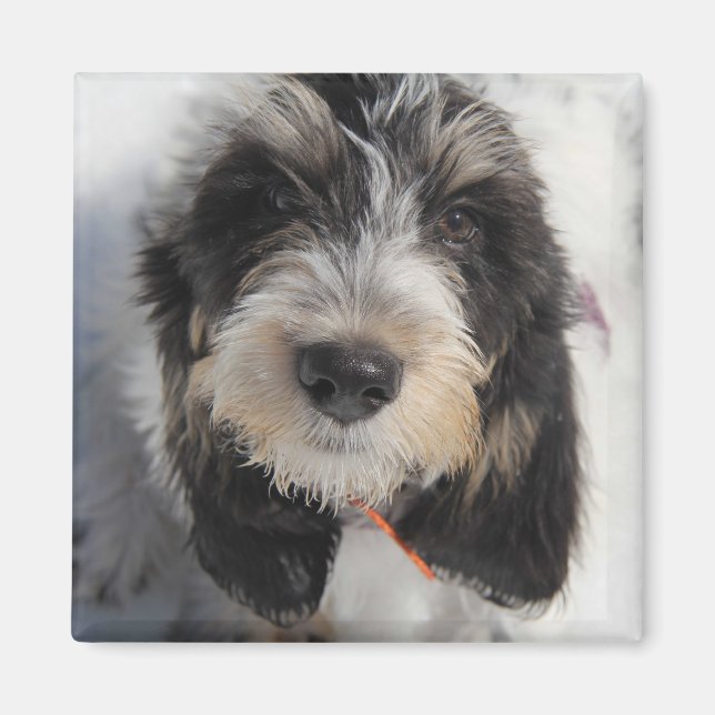 GBGV Puppy Magnet (Framsidan)