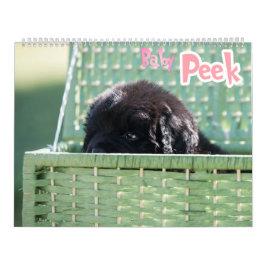 GCH Notta Bears Piqued Mitt intresse Kalender