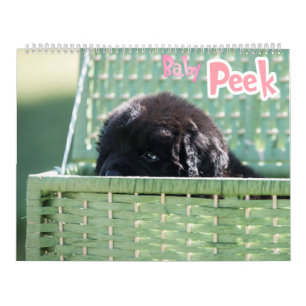 GCH Notta Bears Piqued Mitt intresse Kalender