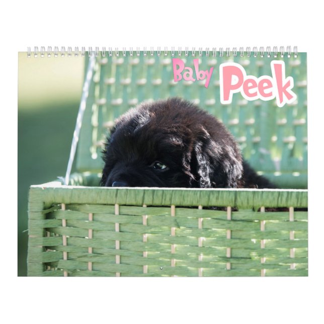 GCH Notta Bears Piqued Mitt intresse Kalender (Omslag)