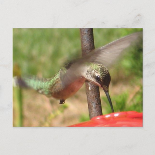 GD Hummer-vykort Vykort (Framsida)